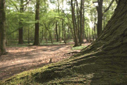 Een houten parketvloer houdt CO2 vast en is daarmee een milieubewuste keuze